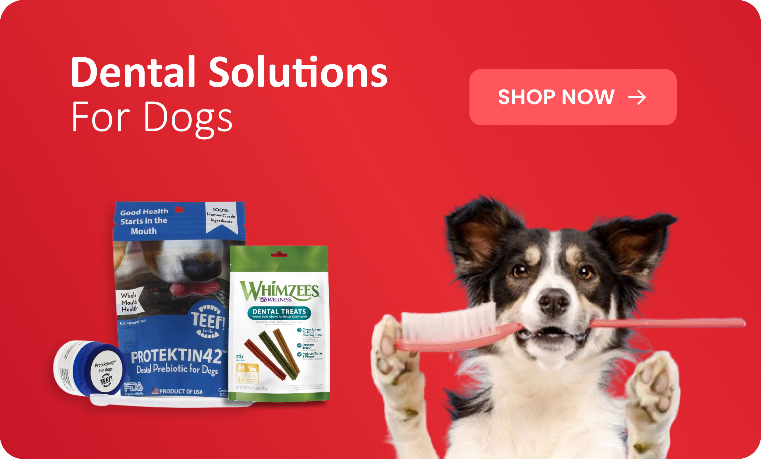 Obay Dental Products