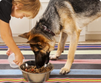 Obay Dog pet shop Australia