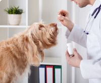 Obay Dog Supplements Shop Australia