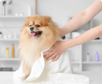 Obay Flea Tick Shop Australia